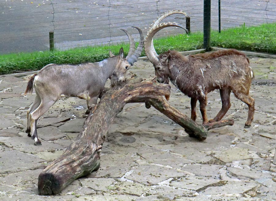 Sibirische Steinböcke im Zoo Wuppertal im April 2014