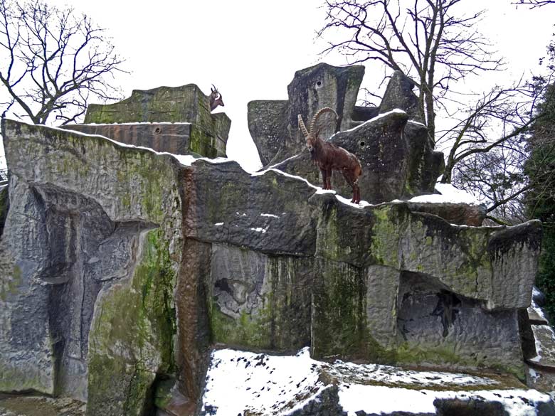 Sibirische Steinböcke am 14. Januar 2017 auf dem Steinbock-Felsen im Grünen Zoo Wuppertal