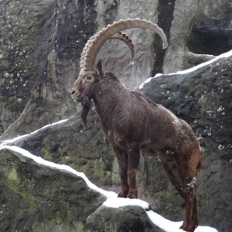 Sibirischer Steinbock am 14. Januar 2017 im Zoologischen Garten Wuppertal