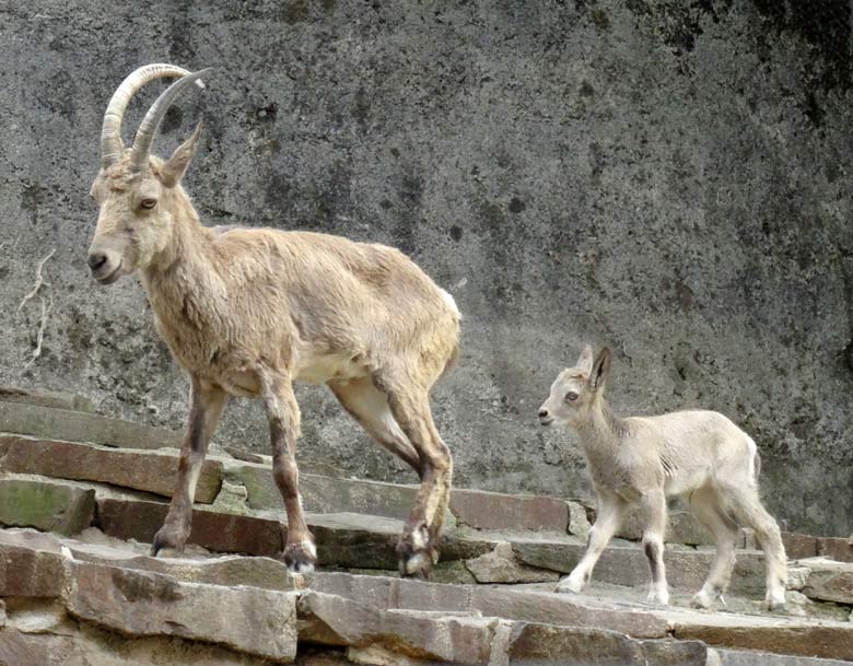 Sibirischer Steinbock mit Jungtier am 24. Mai 2017 im Zoo Wuppertal