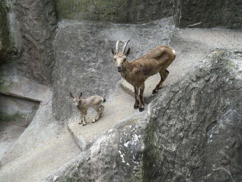 Sibirischer Steinbock mit Jungtier am 24. Mai 2017 im Wuppertaler Zoo