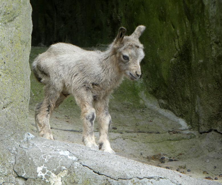 Sibirisches Steinbock-Jungtier an seinem ersten Lebenstag, dem 11. Mai 2018, im Zoologischen Garten Wuppertal