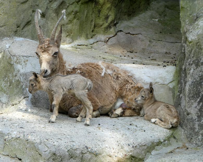 Sibirischer Steinbock mit zwei Jungtieren an ihrem ersten Lebenstag, dem 11. Mai 2018, im Wuppertaler Zoo