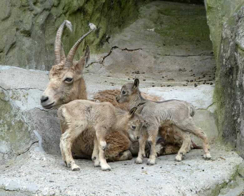 Sibirischer Steinbock mit mit Jungtier-Zwillingen am Tag ihrer Geburt, dem 11. Mai 2018, im Grünen Zoo Wuppertal
