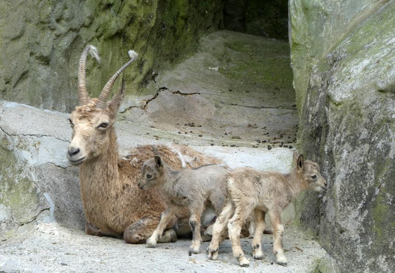 Sibirischer Steinbock mit zwei Jungtieren an ihrem ersten Lebenstag, dem 11. Mai 2018, im Zoologischen Garten der Stadt Wuppertal