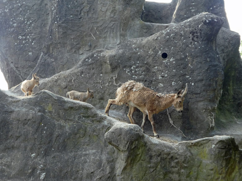 Sibirischer Steinbock mit zwei Jungtieren am 15. Mai 2018 auf dem Steinbockfelsen im Zoologischen Garten Wuppertal