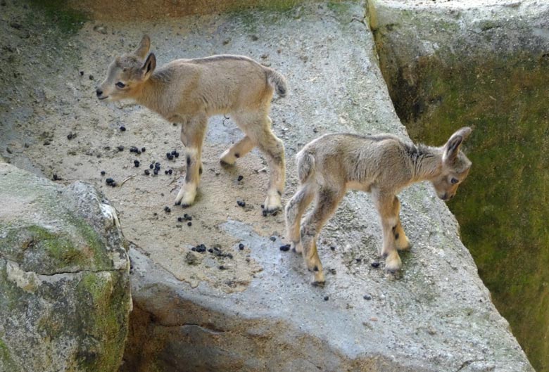 Zwei Sibirische Steinbock-Jungtiere am 15. Mai 2018 auf dem Steinbockfelsen im Grünen Zoo Wuppertal