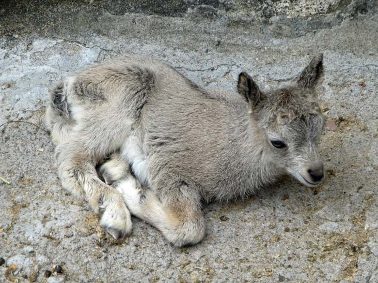 Sibirisches Steinbock Jungtier am 31. Mai 2018 etwas mehr als eine Stunde nach seiner Geburt im Grünen Zoo Wuppertal