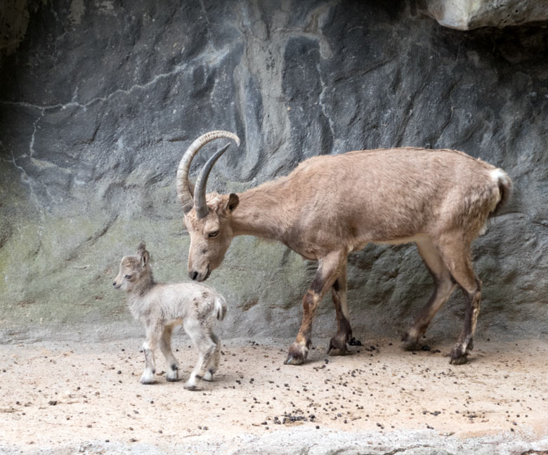 Sibirischer Steinbock mit Jungtier am 24. Juni 2018 auf dem Steinbockfelsen im Zoo Wuppertal