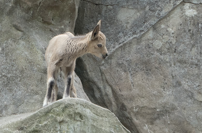 Sibirisches Steinbock-Jungtier am 30. Mai 2019 am Steinbockfelsen im Wuppertaler Zoo