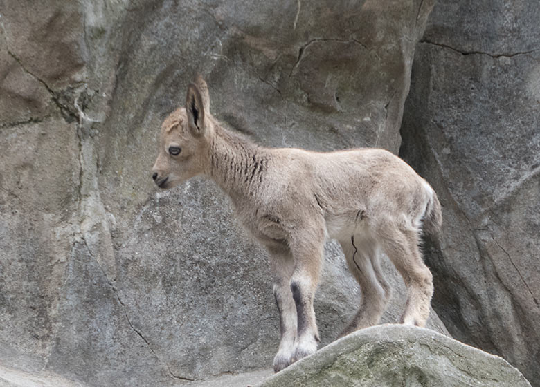 Sibirisches Steinbock-Jungtier am 30. Mai 2019 am Steinbockfelsen im Zoo Wuppertal