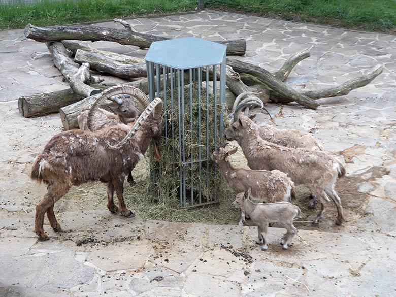 Sibirische Steinböcke mit Jungtier am 30. Mai 2019 am Steinbockfelsen im Zoologischen Garten Wuppertal