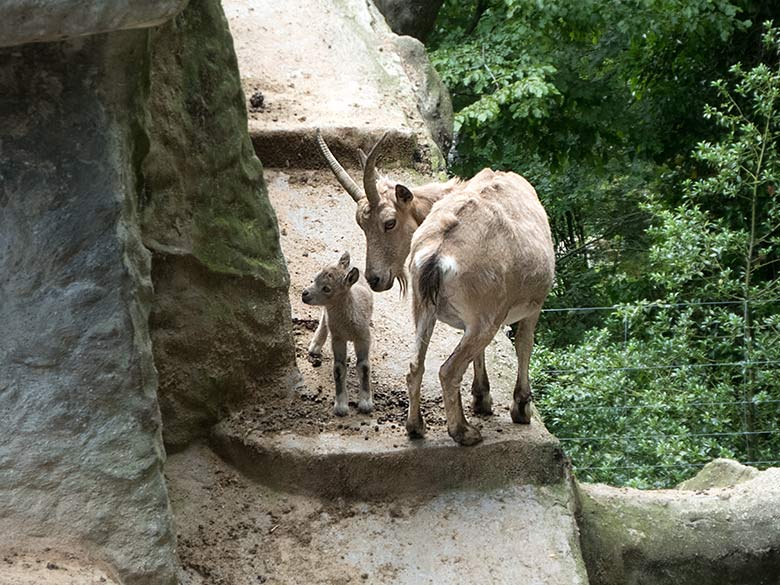 Sibirischer Steinbock mit Jungtier am 15. Juni 2019 am Steinbockfelsen im Grünen Zoo Wuppertal