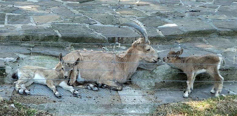 Sibirisches Steinbock-Weibchen und zwei Jungtiere am 29. Juni 2019 am Steinbock-Felsen im Grünen Zoo Wuppertal