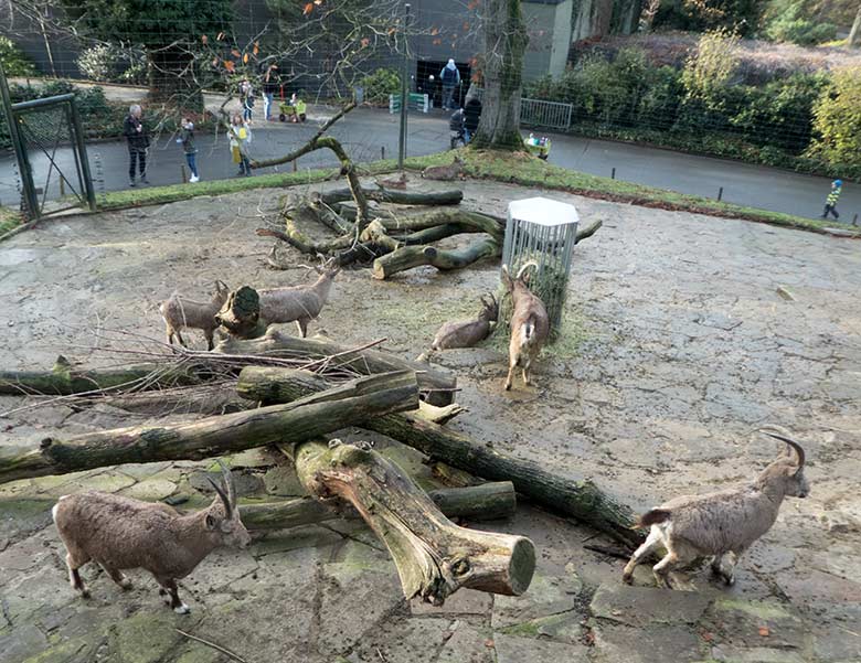 Acht Sibirische Steinböcke am 24. November 2019 auf der Außenanlage am Steinbock-Felsen im Grünen Zoo Wuppertal