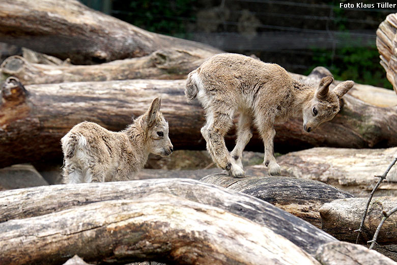 Sibirische Steinbock-Jungtiere am 25. Mai 2020 auf der Außenanlage im Zoo Wuppertal (Foto Klaus Tüller)