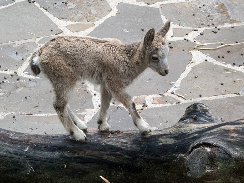 Ein am 8. Mai 2020 geborenes Sibirisches Steinbock-Jungtier am 5. Juni 2020 auf der Außenanlage im Grünen Zoo Wuppertal