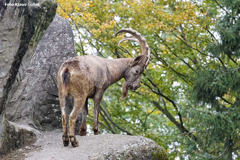 Sibirischer Steinbock am 9. Oktober 2020 auf dem Steinbock-Felsen im Grünen Zoo Wuppertal (Foto Klaus Tüller)