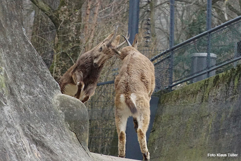 Junge Sibirische Steinböcke am 8. März 2021 am Steinbock-Felsen im Grünen Zoo Wuppertal (Foto Klaus Tüller)
