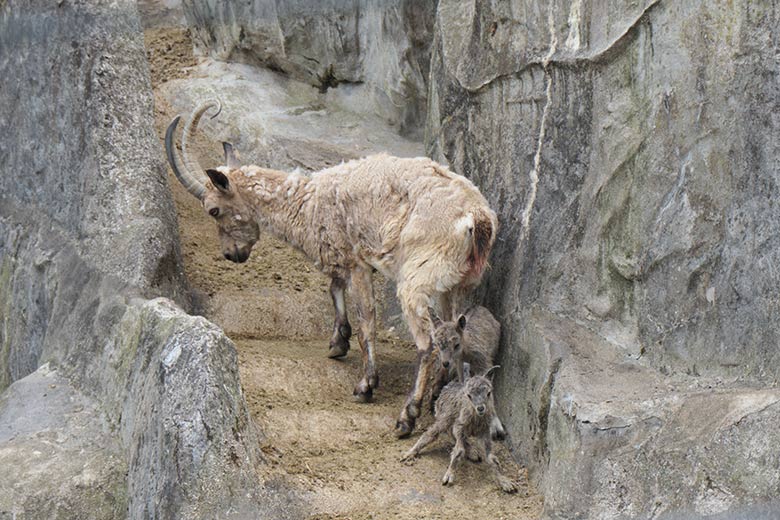 Steinbock-Weibchen MARISCHKA mit Jungtieren am 8. Mai 2021 am Steinbock-Felsen im Grünen Zoo Wuppertal