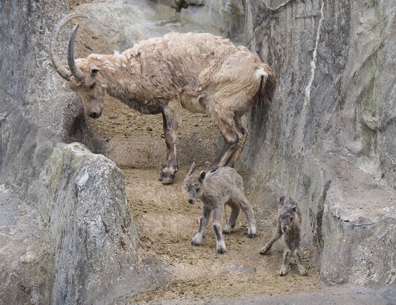 Steinbock-Weibchen MARISCHKA mit Jungtieren am 8. Mai 2021 am Steinbock-Felsen im Zoo Wuppertal