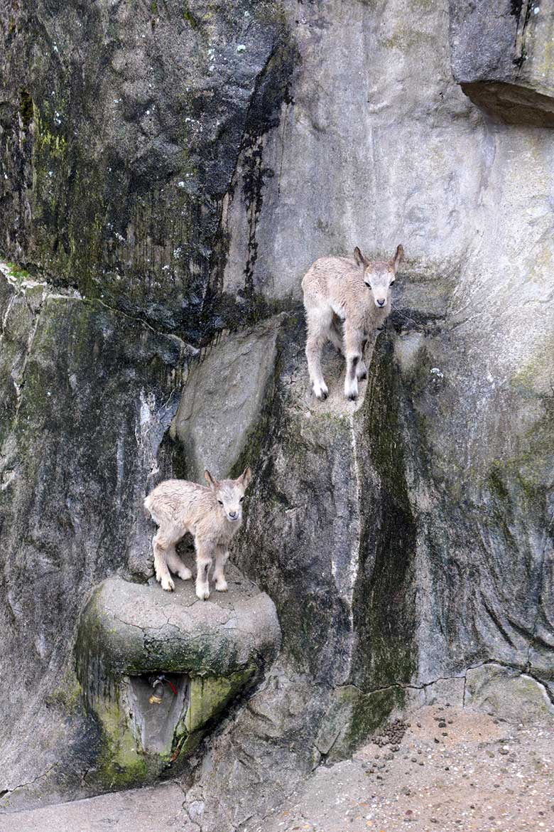 Sibirische Steinbock Jungtier-Zwillinge am 19. Mai 2021 am Steinbock-Felsen im Grünen Zoo Wuppertal