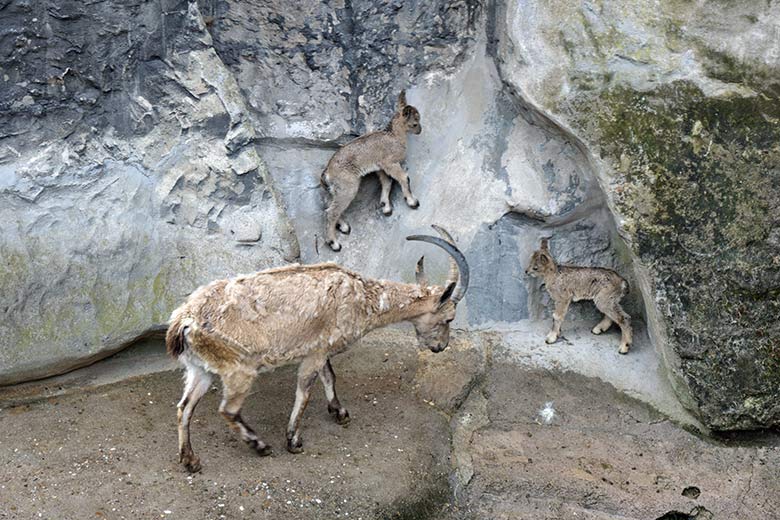 Weiblicher Sibirischer Steinbock mit Jungtier-Zwillingen am 19. Mai 2021 am Steinbock-Felsen im Zoologischen Garten Wuppertal