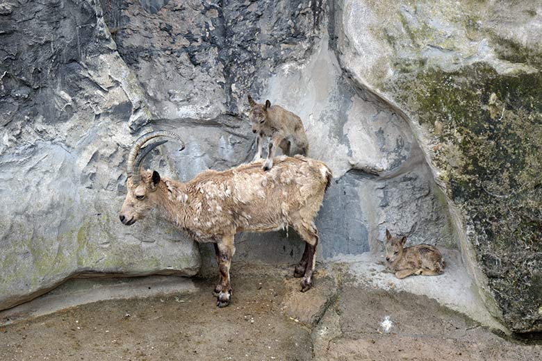 Jungtier auf einem weiblichen Sibirischen Steinbock am 19. Mai 2021 am Steinbock-Felsen im Zoo Wuppertal