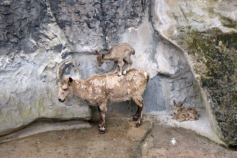 Jungtier auf einem weiblichen Sibirischen Steinbock am 19. Mai 2021 am Steinbock-Felsen im Grünen Zoo Wuppertal