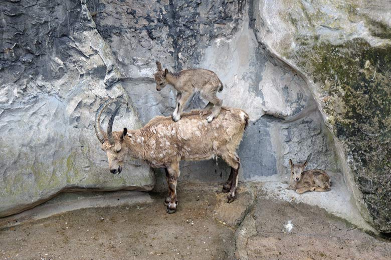 Jungtier auf einem weiblichen Sibirischen Steinbock am 19. Mai 2021 am Steinbock-Felsen im Wuppertaler Zoo
