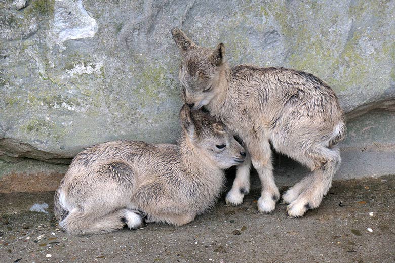 Sibirische Steinbock Jungtier-Zwillinge am 19. Mai 2021 am Fuß des Steinbock-Felsen im Wuppertaler Zoo