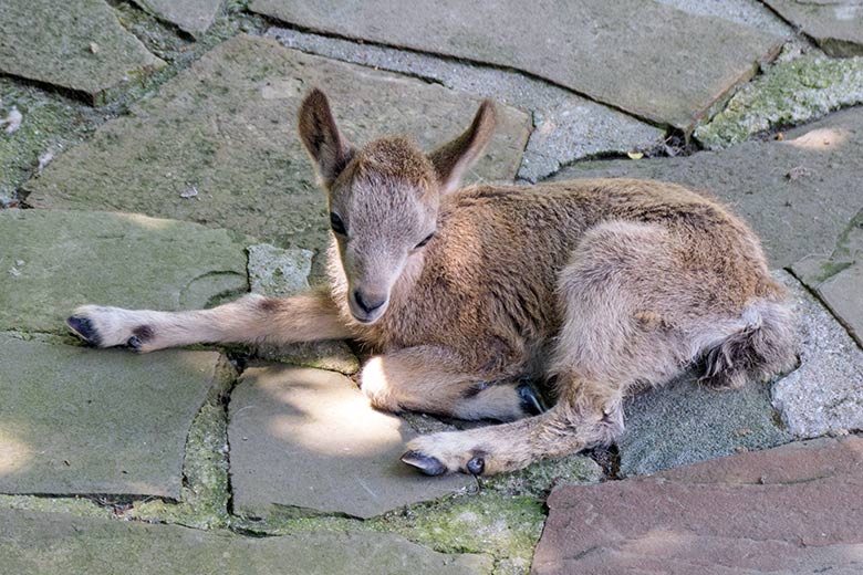 Das am 28. Mai 2021 geborene Sibirische Steinbock-Jungtier am 17. Juni 2021 auf der Außenanlage am Steinbock-Felsen im Wuppertaler Zoo