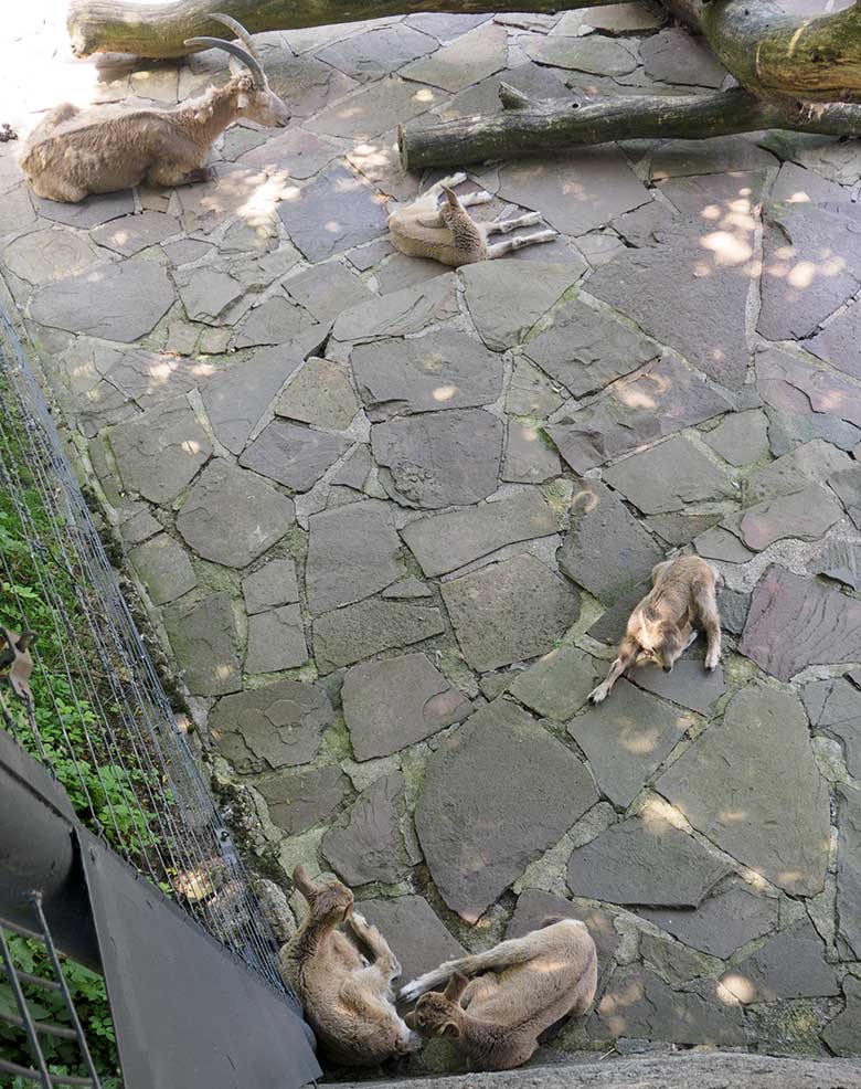 Sibirischer Steinbock und vier Jungtiere am 17. Juni 2021 auf der Außenanlage am Steinbock-Felsen im Grünen Zoo Wuppertal