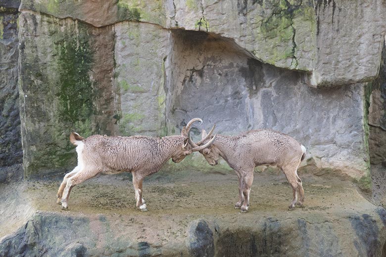 Sibirische Steinböcke am 10. Januar 2022 auf dem Steinbock-Felsen im Zoologischen Garten Wuppertal