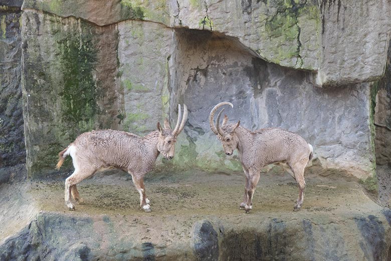 Sibirische Steinböcke am 10. Januar 2022 auf dem Steinbock-Felsen im Grünen Zoo Wuppertal