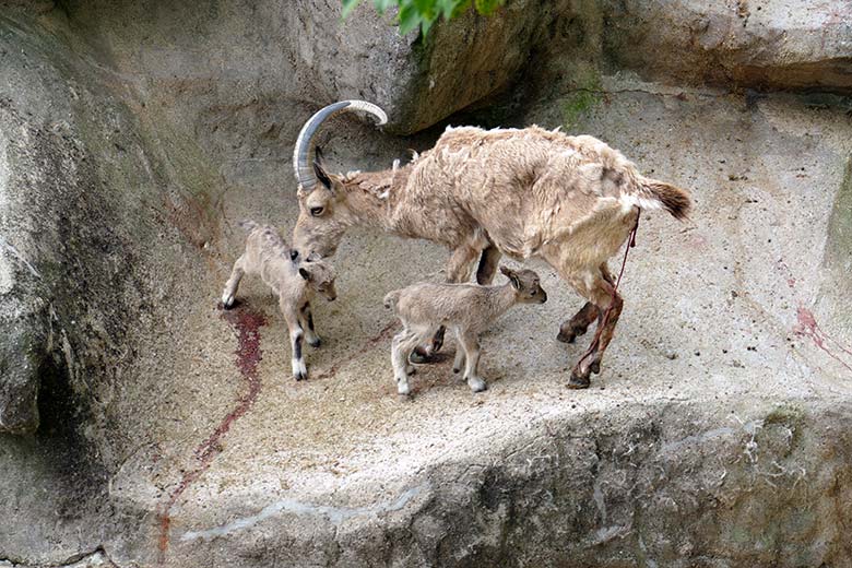 Weiblicher Sibirischer Steinbock MARISCHKA mit frisch geborenen Steinbock-Zwillingen am 5. Mai 2022 am Steinbock-Felsen im Grünen Zoo Wuppertal
