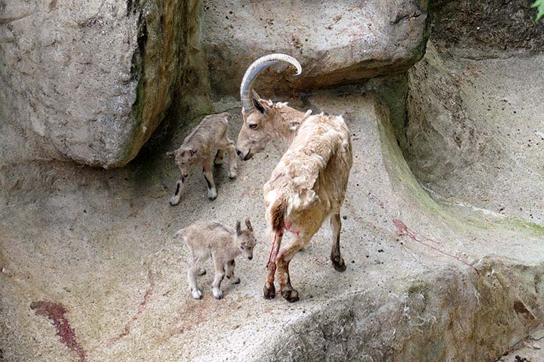 Weiblicher Sibirischer Steinbock MARISCHKA mit frisch geborenen Steinbock-Zwillingen am 5. Mai 2022 am Steinbock-Felsen im Zoo Wuppertal