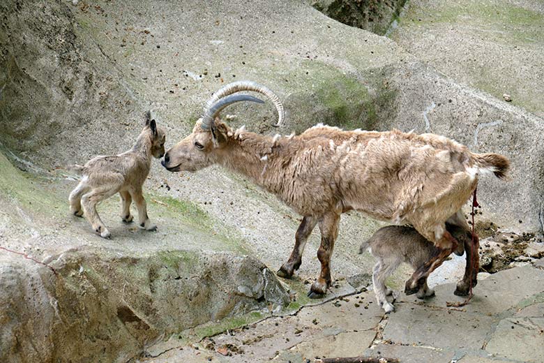 Weiblicher Sibirischer Steinbock MARISCHKA mit frisch geborenen Steinbock-Zwillingen am 5. Mai 2022 am Steinbock-Felsen im Zoo Wuppertal