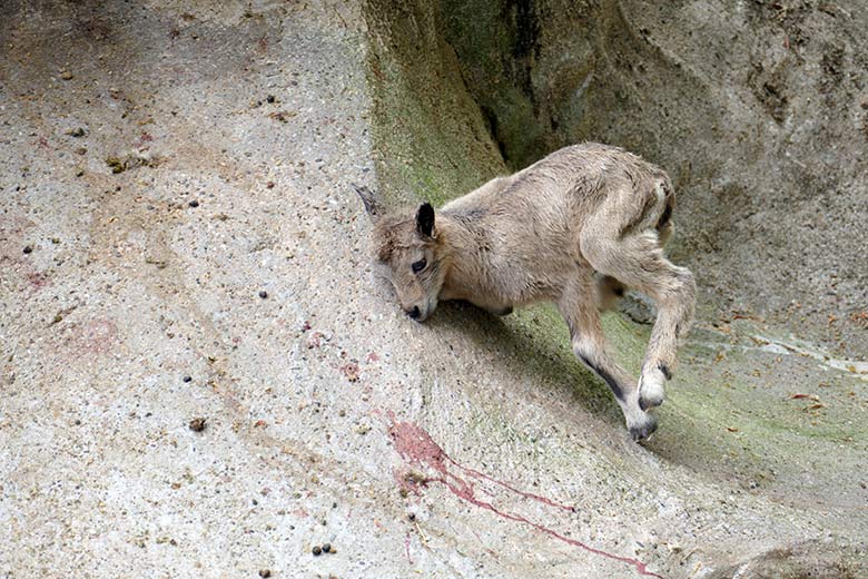 Sibirisches Steinbock-Jungtier am 5. Mai 2022 am Steinbock-Felsen im Grünen Zoo Wuppertal