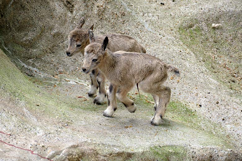 Frisch geborene Steinbock-Zwillinge am 5. Mai 2022 am Steinbock-Felsen im Wuppertaler Zoo