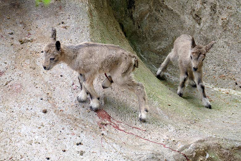 Frisch geborene Steinbock-Zwillinge am 5. Mai 2022 am Steinbock-Felsen im Grünen Zoo Wuppertal