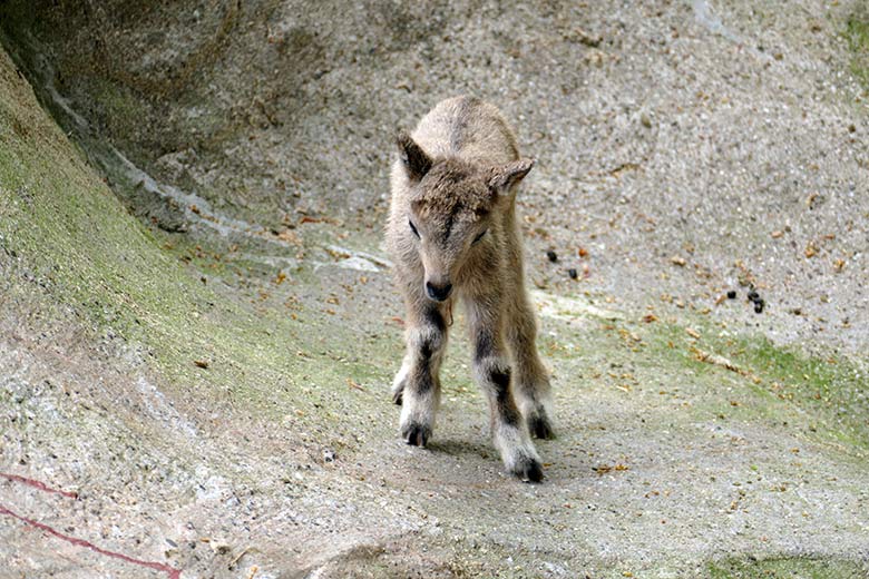 Sibirisches Steinbock-Jungtier am 5. Mai 2022 am Steinbock-Felsen im Zoologischen Garten Wuppertal