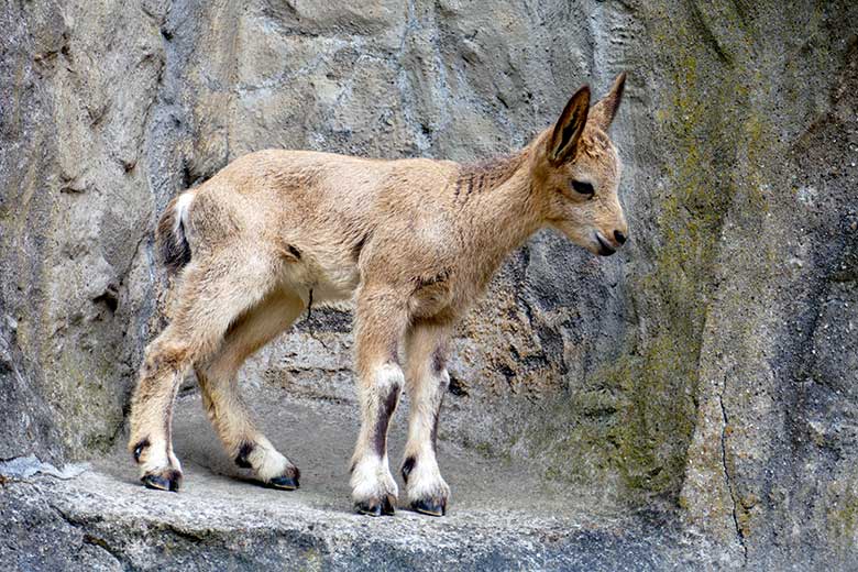 Das am 21.5.2022 geborene weibliche Sibirische Steinbock-Jungtier am 23. Mai 2022 im Wuppertaler Zoo 