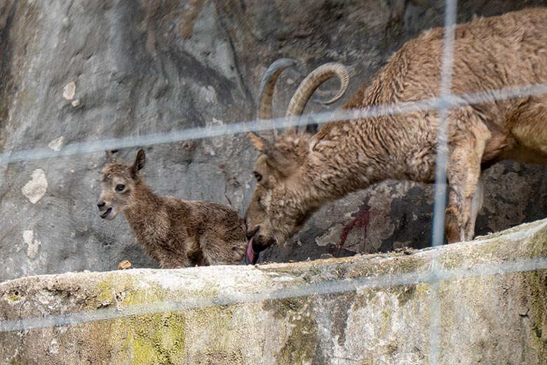 Sibirische Steinbock-Geiß MARISCHKA mit dem frisch geborenen Jungtier am 6. Mai 2023 auf dem Steinbock-Felsen im Wuppertaler Zoo