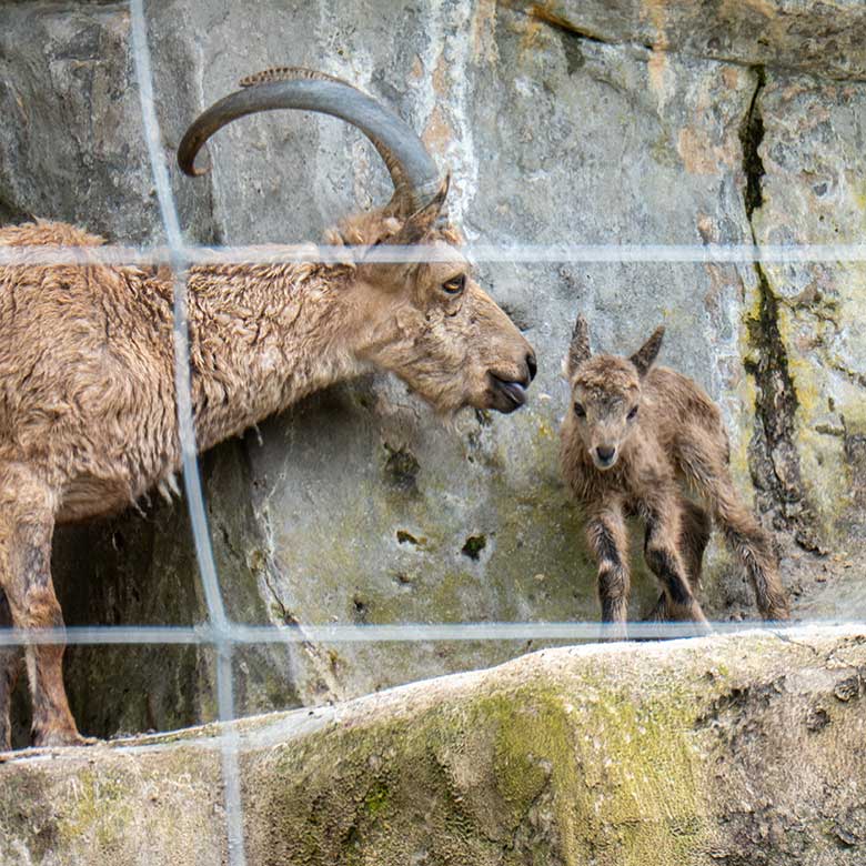 Sibirische Steinbock-Geiß MARISCHKA mit dem frisch geborenen Jungtier am 6. Mai 2023 auf dem Steinbock-Felsen im Grünen Zoo Wuppertal