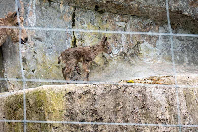 Sibirische Steinbock-Geiß MARISCHKA mit dem frisch geborenen Jungtier am 6. Mai 2023 auf dem Steinbock-Felsen im Zoologischen Garten Wuppertal