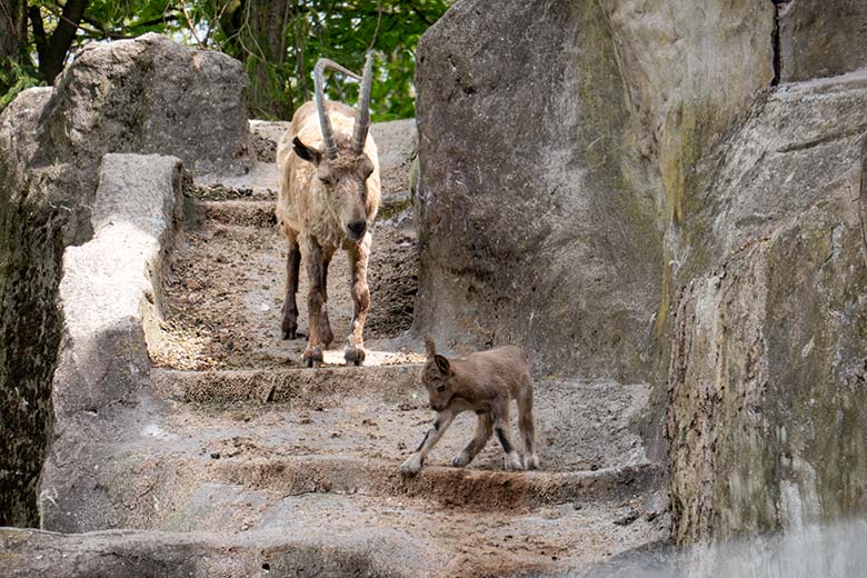 Sibirische Steinbock-Geiß MARISCHKA mit dem ein Tag alten Jungtier am 7. Mai 2023 auf dem Steinbock-Felsen im Grünen Zoo Wuppertal