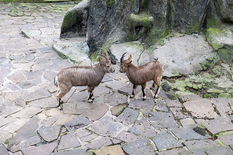 Sibirische Steinböcke SVENJA und HALVAR am 31. Januar 2024 auf der Außenanlage im Wuppertaler Zoo