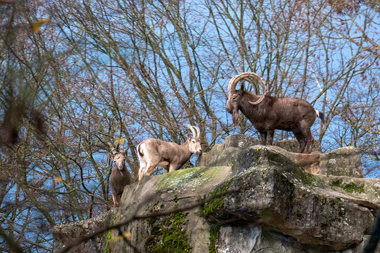 Sibirische Steinböcke HALVAR, SVENJA und THORE am 28. November 2024 auf dem Steinbock-Felsen im Zoologischen Garten Wuppertal