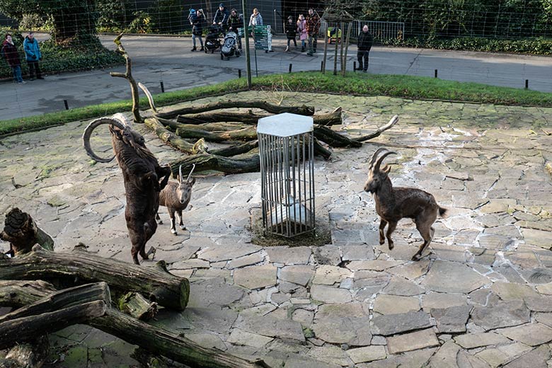 Sibirische Steinböcke THORE, SVENJA und HALVAR am 1. Dezember 2024 auf der Steinbock-Anlage im Zoologischen Garten der Stadt Wuppertal